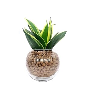 その他観葉植物 honokoo 46700.jpg?v=1682343440&width=1946
